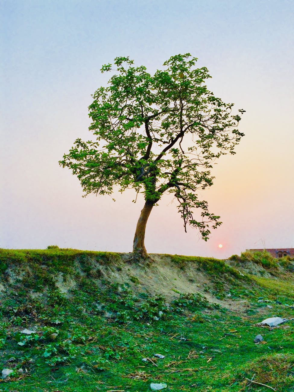 photography of tree
